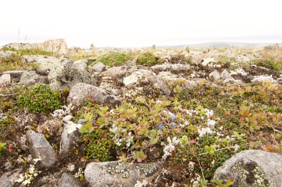 Gaspesie Nationalpark